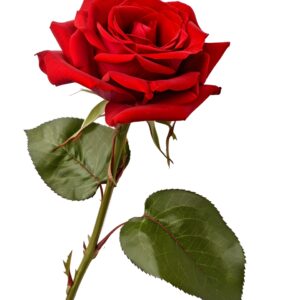 bohemian rhapsody attire