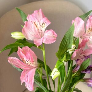 timeless classic collection