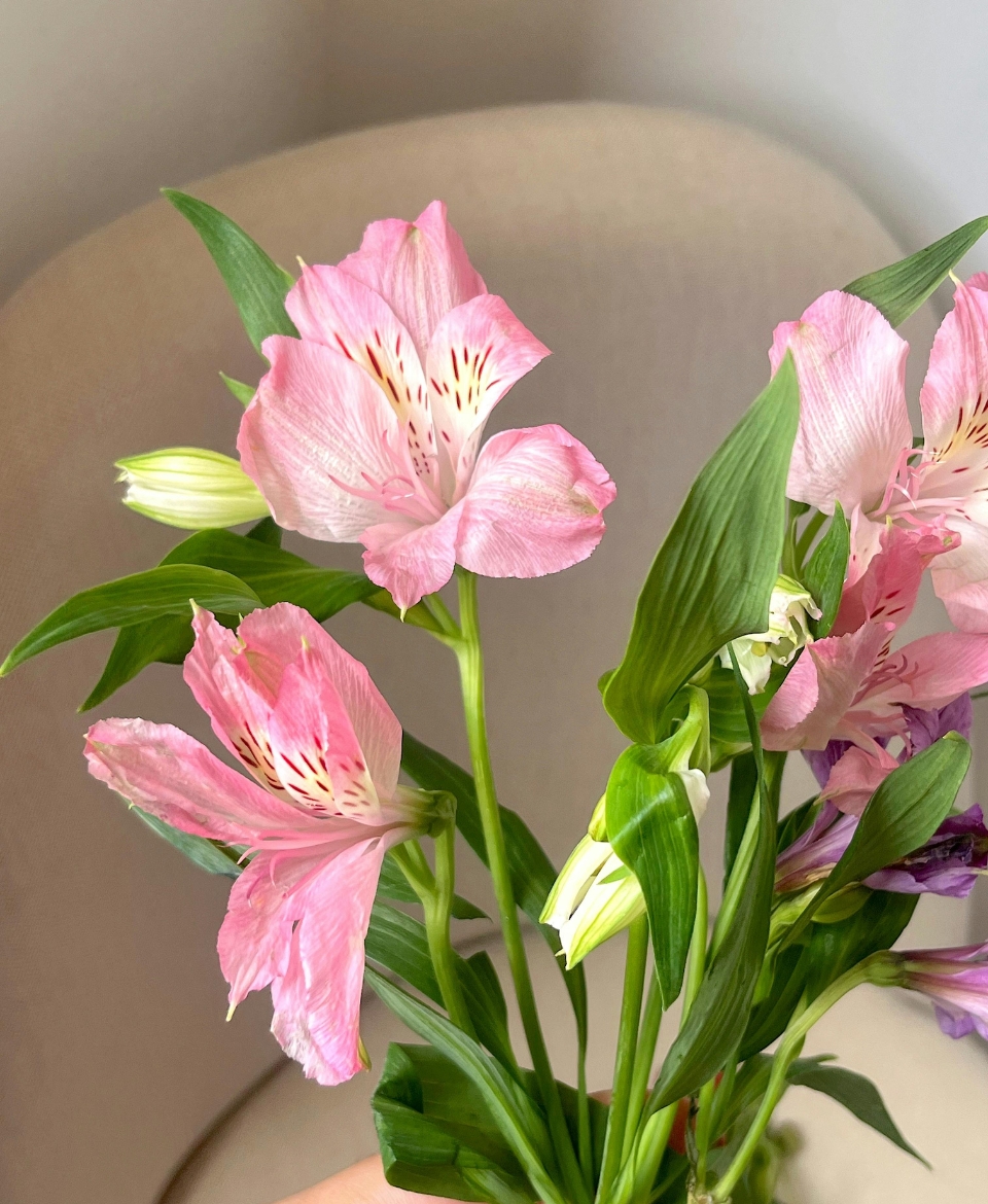 timeless classic collection timeless classic collection